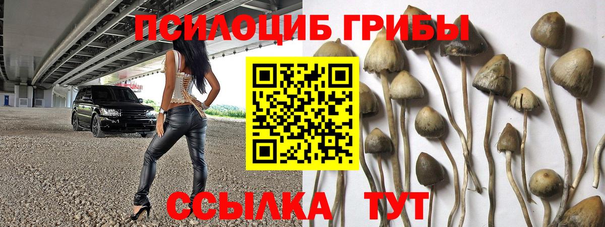 Галлюциногенные грибы Cubensis  Псилоцибиновые грибы мицелий  Вход с VPN  Сланцы 